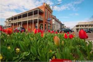 A picture of the Oxford Square framed by tulips in the foreground